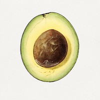 Vintage avocado illustration. Digitally enhanced illustration from U.S. Department of Agriculture Pomological Watercolor Collection. Rare and Special Collections, National Agricultural Library.