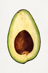 Vintage avocado illustration. Digitally enhanced illustration from U.S. Department of Agriculture Pomological Watercolor Collection. Rare and Special Collections, National Agricultural Library.