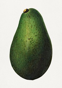 Fresh whole avocado illustration. Digitally enhanced illustration from U.S. Department of Agriculture Pomological Watercolor Collection. Rare and Special Collections, National Agricultural Library.