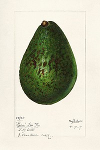 Avocado (Persea) (1916) by Amada Almira Newton. Original from U.S. Department of Agriculture Pomological Watercolor Collection. Rare and Special Collections, National Agricultural Library. Digitally enhanced by rawpixel.