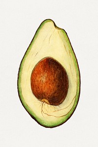 Vintage avocado illustration mockup. Digitally enhanced illustration from U.S. Department of Agriculture Pomological Watercolor Collection. Rare and Special Collections, National Agricultural Library.