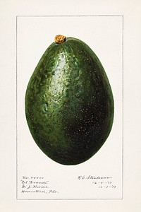 Avocado (Persea) (1916) by Amada Almira Newton. Original from U.S. Department of Agriculture Pomological Watercolor Collection. Rare and Special Collections, National Agricultural Library. Digitally enhanced by rawpixel.