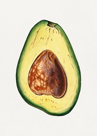 Halved avocado illustration. Digitally enhanced illustration from U.S. Department of Agriculture Pomological Watercolor Collection. Rare and Special Collections, National Agricultural Library.