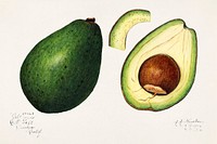 Avocado (Persea) (1916) by Amanda Almira Newton. Original from U.S. Department of Agriculture Pomological Watercolor Collection. Rare and Special Collections, National Agricultural Library. Digitally enhanced by rawpixel.