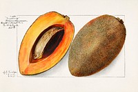 Canistel (Pouteria Campechiana) (1909) by Amanda Almira Newton. Original from U.S. Department of Agriculture Pomological Watercolor Collection. Rare and Special Collections, National Agricultural Library. Digitally enhanced by rawpixel.
