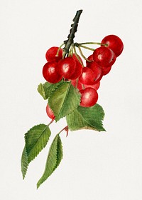 Vintage cherry illustration. Digitally enhanced illustration from U.S. Department of Agriculture Pomological Watercolor Collection. Rare and Special Collections, National Agricultural Library.