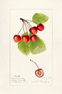 Cherries (Prunus Avium) by Harriet L. Thompson. Original from U.S. Department of Agriculture Pomological Watercolor Collection. Rare and Special Collections, National Agricultural Library. Digitally enhanced by rawpixel.