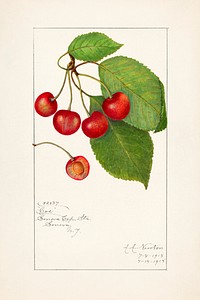 Cherries (Prunus Avium) (1915) by Amanda Almira Newton. Original from U.S. Department of Agriculture Pomological Watercolor Collection. Rare and Special Collections, National Agricultural Library. Digitally enhanced by rawpixel.