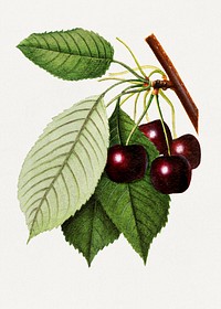 Branch of black cherries illustration. Digitally enhanced illustration from U.S. Department of Agriculture Pomological Watercolor Collection. Rare and Special Collections, National Agricultural Library.
