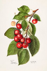 Cherries (Prunus Avium) (1911) by Ellen Isham Schutt. Original from U.S. Department of Agriculture Pomological Watercolor Collection. Rare and Special Collections, National Agricultural Library. Digitally enhanced by rawpixel.