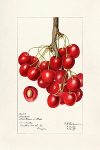 Cherries (Prunus Avium) (1907) by Deborah Griscom Passmore. Original from U.S. Department of Agriculture Pomological Watercolor Collection. Rare and Special Collections, National Agricultural Library. Digitally enhanced by rawpixel.