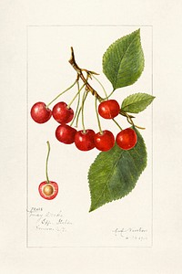 Cherries (Prunus Avium) (1914) by Amanda Almira Newton. Original from U.S. Department of Agriculture Pomological Watercolor Collection. Rare and Special Collections, National Agricultural Library. Digitally enhanced by rawpixel.