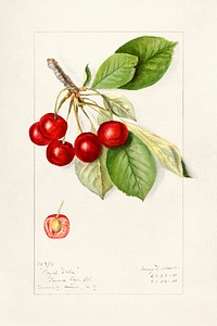 Cherries (Prunus Avium) (1911) by Mary Daisy Arnold. Original from U.S. Department of Agriculture Pomological Watercolor Collection. Rare and Special Collections, National Agricultural Library. Digitally enhanced by rawpixel.