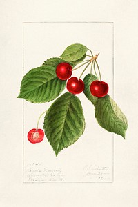 Cherries (Prunus Avium) (1911) by Ellen Isham Schutt. Original from U.S. Department of Agriculture Pomological Watercolor Collection. Rare and Special Collections, National Agricultural Library. Digitally enhanced by rawpixel.