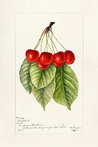 Cherries (Prunus Avium) (1963) by Bertha Heiges. Original from U.S. Department of Agriculture Pomological Watercolor Collection. Rare and Special Collections, National Agricultural Library. Digitally enhanced by rawpixel.