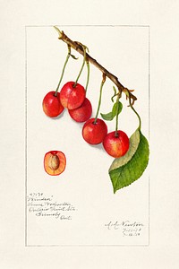 Cherries (Prunus Avium) (1910) byAmanda Almira Newton. Original from U.S. Department of Agriculture Pomological Watercolor Collection. Rare and Special Collections, National Agricultural Library. Digitally enhanced by rawpixel.