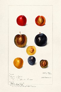 Plums (Prunnus Domeatica) (1898) by Deborah Griscom Passmore. Original from U.S. Department of Agriculture Pomological Watercolor Collection. Rare and Special Collections, National Agricultural Library. Digitally enhanced by rawpixel.