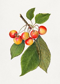 Vintage branch of cherry illustration template. Digitally enhanced illustration from U.S. Department of Agriculture Pomological Watercolor Collection. Rare and Special Collections, National Agricultural Library.