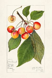 Cherries (Prunus Avium) (1913) by Amanda Almira Newton.  Original from U.S. Department of Agriculture Pomological Watercolor Collection. Rare and Special Collections, National Agricultural Library. Digitally enhanced by rawpixel.