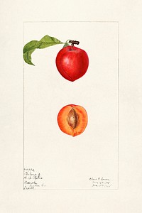 Plums (Prunus Domestica) (1908) by Elsie E. Lower.  Original from U.S. Department of Agriculture Pomological Watercolor Collection. Rare and Special Collections, National Agricultural Library. Digitally enhanced by rawpixel.