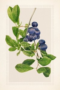 Vintage branch of plums illustration mockup. Digitally enhanced illustration from U.S. Department of Agriculture Pomological Watercolor Collection. Rare and Special Collections, National Agricultural Library.