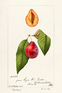 Plums (Prunus Domestica) (1894) by William Henry Prestele. Original from U.S. Department of Agriculture Pomological Watercolor Collection. Rare and Special Collections, National Agricultural Library. Digitally enhanced by rawpixel.
