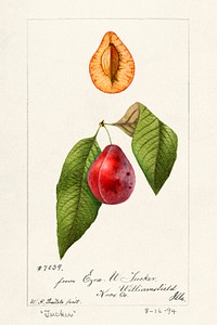 Vintage branch of plum illustration mockup. Digitally enhanced illustration from U.S. Department of Agriculture Pomological Watercolor Collection. Rare and Special Collections, National Agricultural Library.