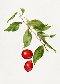 Vintage branch of plum. Digitally enhanced illustration from U.S. Department of Agriculture Pomological Watercolor Collection. Rare and Special Collections, National Agricultural Library.