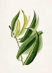 Peach Leaf (Prunus Persica) (1912) by<br />James Marion Shull. Original from U.S. Department of Agriculture Pomological Watercolor Collection. Rare and Special Collections, National Agricultural Library. Digitally enhanced by rawpixel.