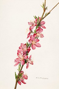 Vintage peach blossom illustration mockup. Digitally enhanced illustration from U.S. Department of Agriculture Pomological Watercolor Collection. Rare and Special Collections, National Agricultural Library.