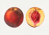 Vintage peaches illustration mockup. Digitally enhanced illustration from U.S. Department of Agriculture Pomological Watercolor Collection. Rare and Special Collections, National Agricultural Library.