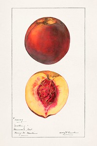 Peaches (Prunus Persica) by<br />Mary Daisy Arnold (1873-1955). Original from U.S. Department of Agriculture Pomological Watercolor Collection. Rare and Special Collections, National Agricultural Library. Digitally enhanced by rawpixel.