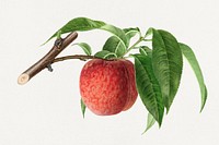 Delicious peach in a branch illustration. Digitally enhanced illustration from U.S. Department of Agriculture Pomological Watercolor Collection. Rare and Special Collections, National Agricultural Library.