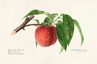 Peach twig (Prunus Persica) (1919) by<br />Royal Charles Steadman. Original from U.S. Department of Agriculture Pomological Watercolor Collection. Rare and Special Collections, National Agricultural Library. Digitally enhanced by rawpixel.