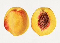 Vintage peaches illustration mockup. Digitally enhanced illustration from U.S. Department of Agriculture Pomological Watercolor Collection. Rare and Special Collections, National Agricultural Library.