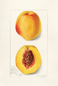 Vintage peaches illustration mockup. Digitally enhanced illustration from U.S. Department of Agriculture Pomological Watercolor Collection. Rare and Special Collections, National Agricultural Library.