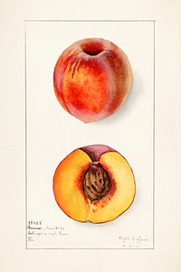 Peaches (Prunus Persica) (1910) by Elsie E. Lower. Original from U.S. Department of Agriculture Pomological Watercolor Collection. Rare and Special Collections, National Agricultural Library. Digitally enhanced by rawpixel.