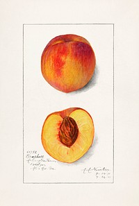 Peaches (Prunus Persica) (1911) by<br />Amanda Almira Newton. Original from U.S. Department of Agriculture Pomological Watercolor Collection. Rare and Special Collections, National Agricultural Library. Digitally enhanced by rawpixel.