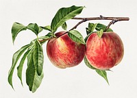 Vintage peach illustration. Digitally enhanced illustration from U.S. Department of Agriculture Pomological Watercolor Collection. Rare and Special Collections, National Agricultural Library.