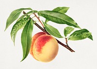 Vintage peach illustration. Digitally enhanced illustration from U.S. Department of Agriculture Pomological Watercolor Collection. Rare and Special Collections, National Agricultural Library.