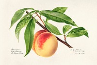 Vintage peach bough illustration mockup. Digitally enhanced illustration from U.S. Department of Agriculture Pomological Watercolor Collection. Rare and Special Collections, National Agricultural Library.