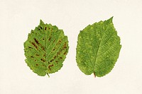 Vintage hazelnut leaves illustration mockup. Digitally enhanced illustration from U.S. Department of Agriculture Pomological Watercolor Collection. Rare and Special Collections, National Agricultural Library.