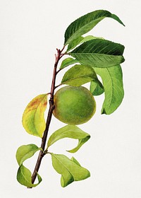 Vintage peach branch illustration mockup. Digitally enhanced illustration from U.S. Department of Agriculture Pomological Watercolor Collection. Rare and Special Collections, National Agricultural Library.