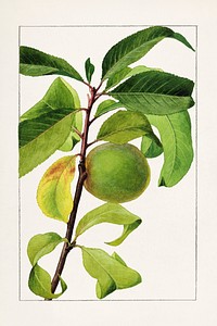 Peach (Prunus Persica) (1909) by James Marion Shull. Original from U.S. Department of Agriculture Pomological Watercolor Collection. Rare and Special Collections, National Agricultural Library. Digitally enhanced by rawpixel.