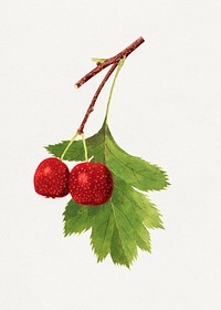 Vintage branch of red cherries illustration. Digitally enhanced illustration from U.S. Department of Agriculture Pomological Watercolor Collection. Rare and Special Collections, National Agricultural Library.