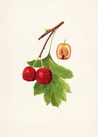 Chinese Hawthorns (Crataegus Pinnatifida) (1936) by James Marion Shull. Original from U.S. Department of Agriculture Pomological Watercolor Collection. Rare and Special Collections, National Agricultural Library. Digitally enhanced by rawpixel.
