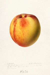 Peach (Prunus Persica) (1920) by Royal Charles Steadman. Original from U.S. Department of Agriculture Pomological Watercolor Collection. Rare and Special Collections, National Agricultural Library. Digitally enhanced by rawpixel.