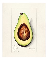 Vintage avocado cut in half illustration. Digitally enhanced illustration from U.S. Department of Agriculture Pomological Watercolor Collection. Rare and Special Collections, National Agricultural Library.