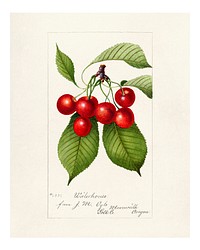 Vintage branch of cherries illustration. Digitally enhanced illustration from U.S. Department of Agriculture Pomological Watercolor Collection. Rare and Special Collections, National Agricultural Library.