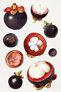 Detailed hand drawn fresh tropical mangosteen set